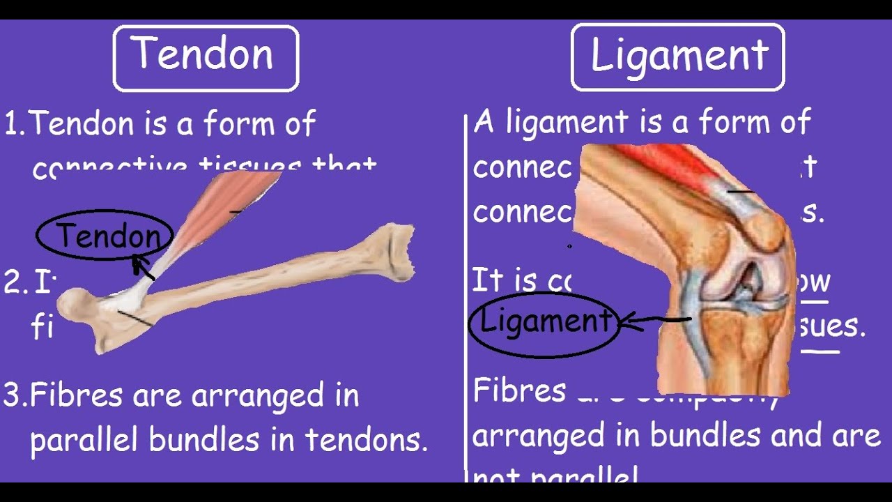 Diagram Of Tendons And Ligaments