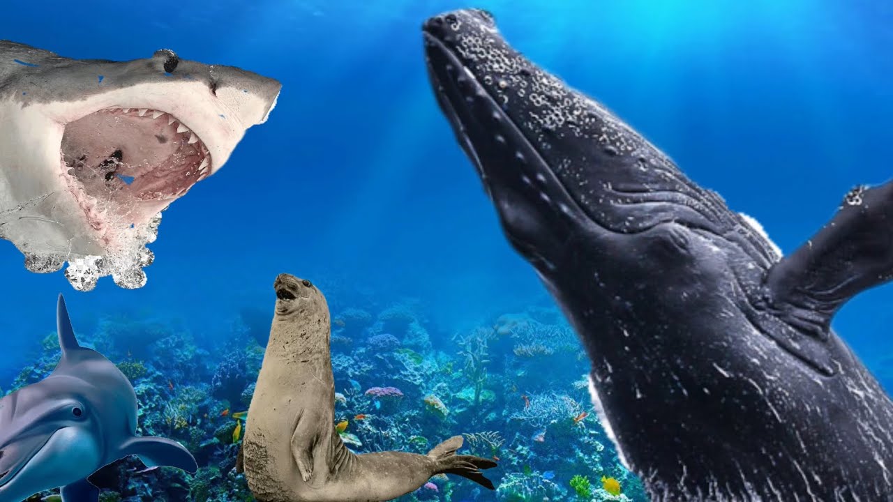 Dive into the Ocean's Symphony: Whale, Dolphin, Shark & Seal Sounds! 🐋🐬 ...