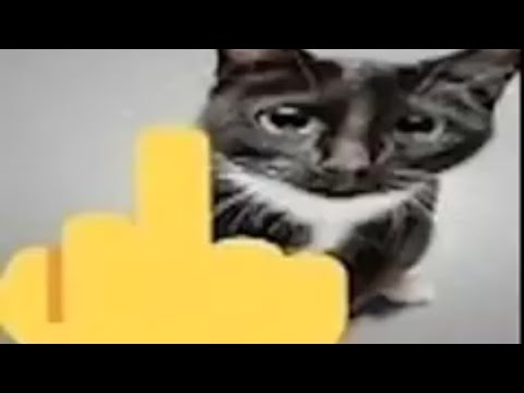 Top 5 Cat (Inspirado en @squewe/Inspired in squewe) - YouTube