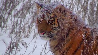 One Of The Last Generations Of Siberian Tiger? - Operation Snow Tiger - BBC