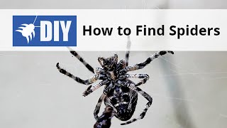 How to find Spiders