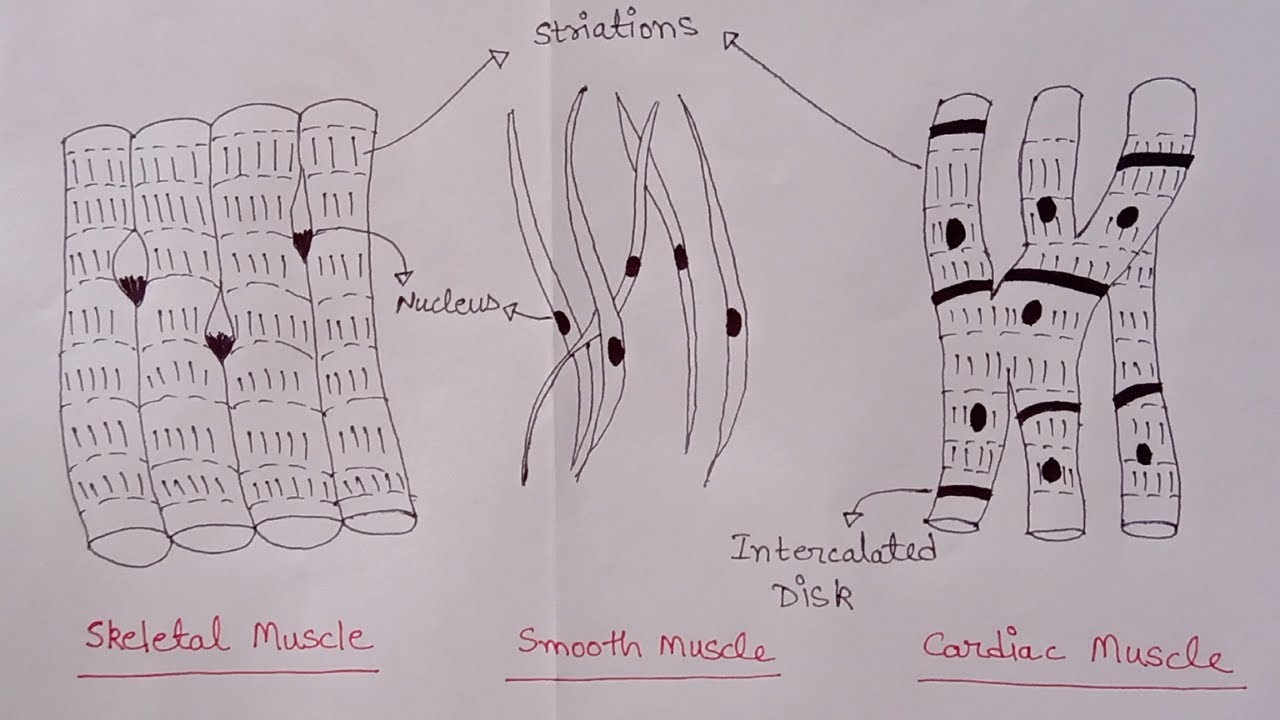 Top 61+ skeletal muscle sketch latest - seven.edu.vn