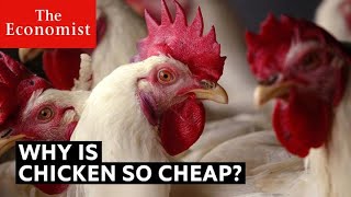 Why is chicken so cheap? | The Economist