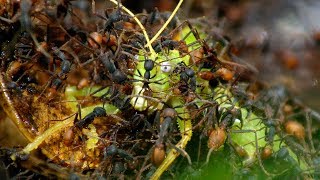 Army Ants Rampage Through The Forest  - The Hunt - BBC Earth