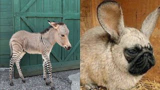 15 Amazing Hybrid Animals That Actually Exist