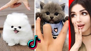 The CUTEST Animals On Tik Tok 2