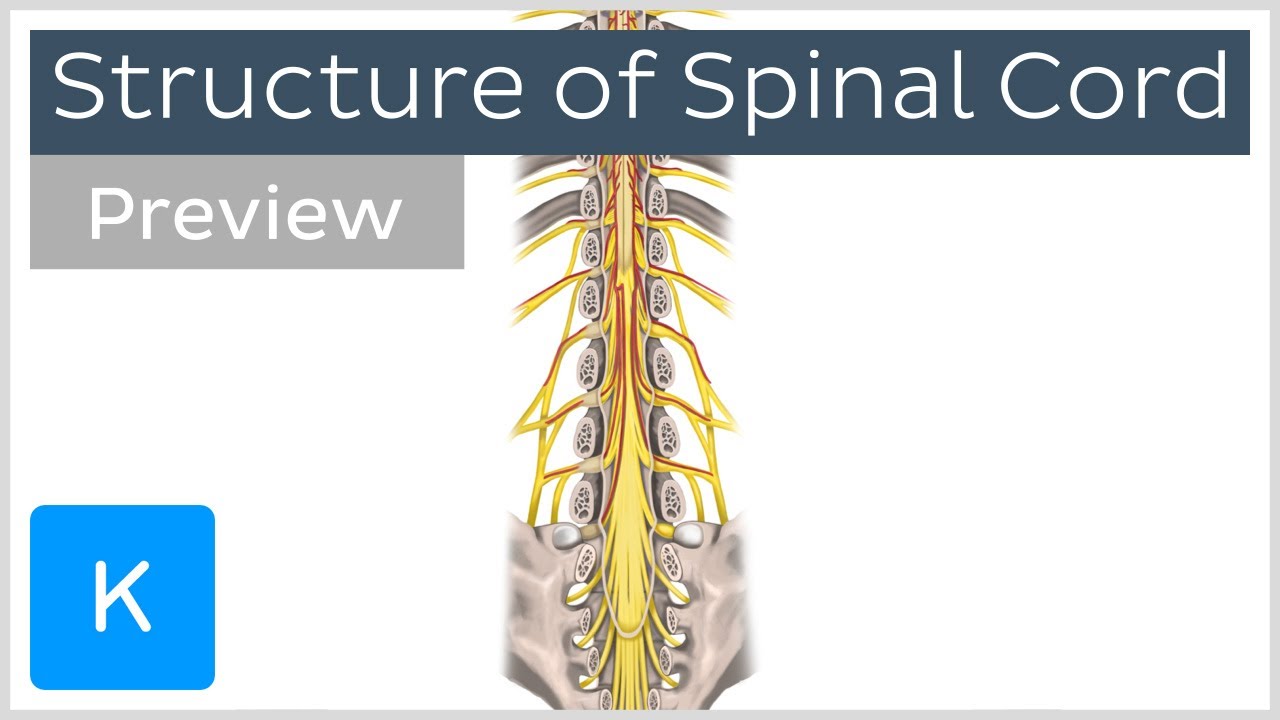 Structure of the spinal cord (preview) - Human Anatomy | Kenhub - YouTube