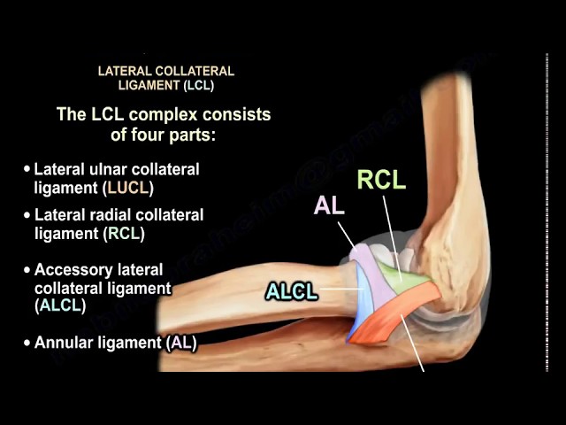 Ulnar Collateral Ligament Elbow