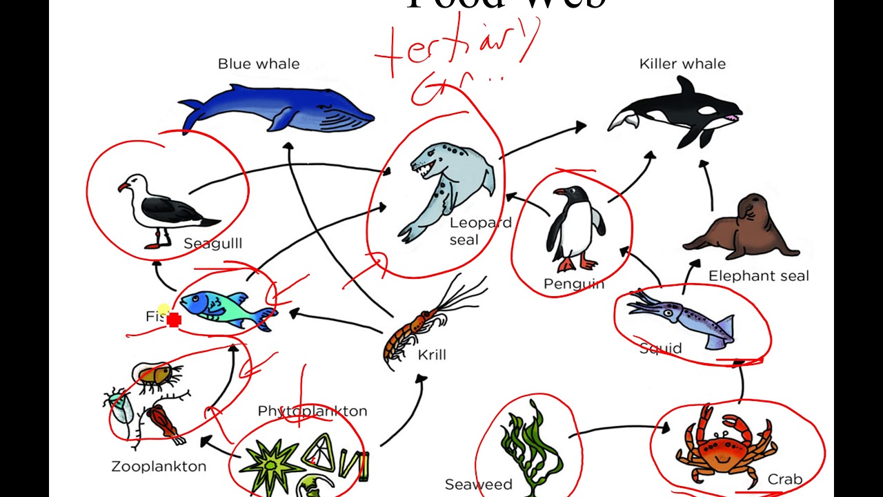 AP Biology Ecosystem Ecology - YouTube image.