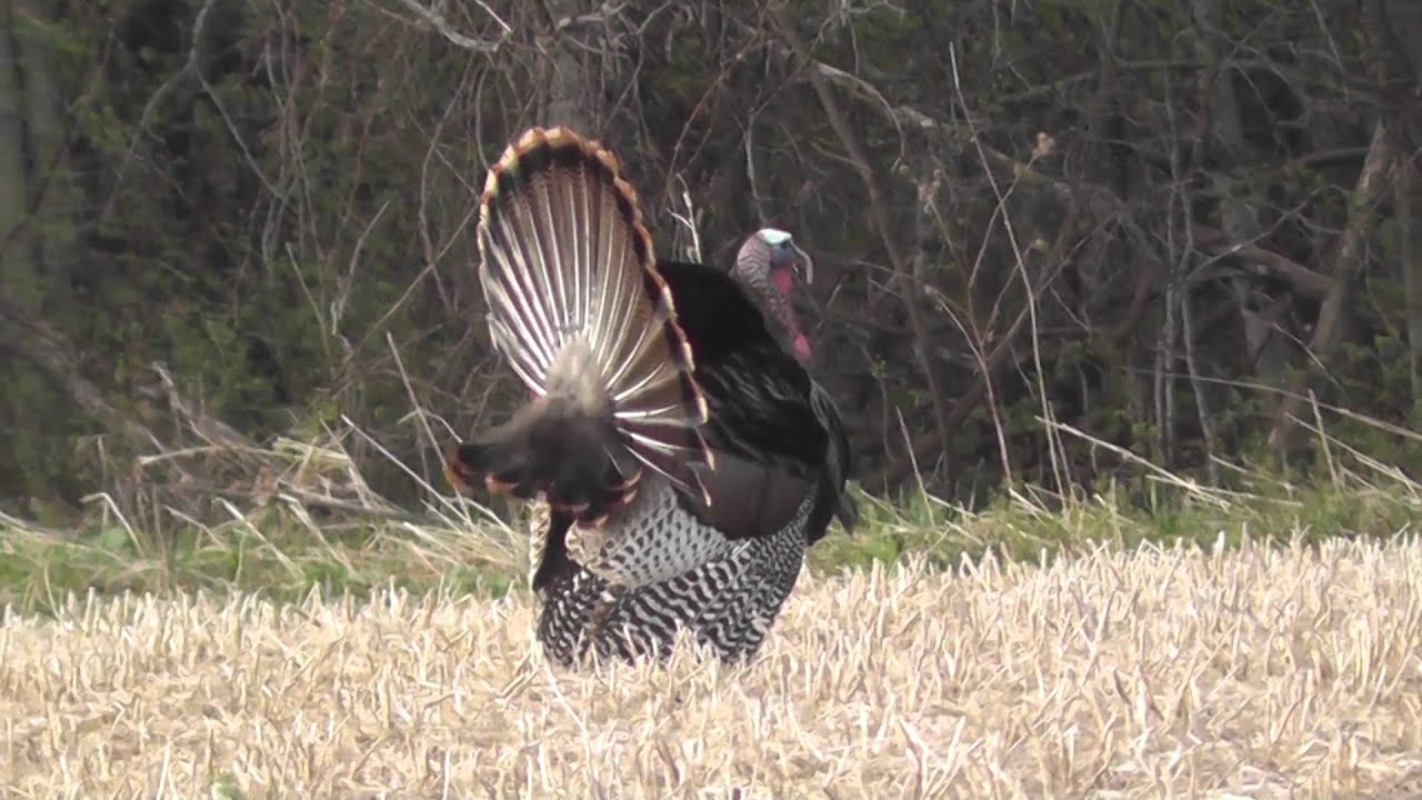 Real big Wild turkey - YouTube