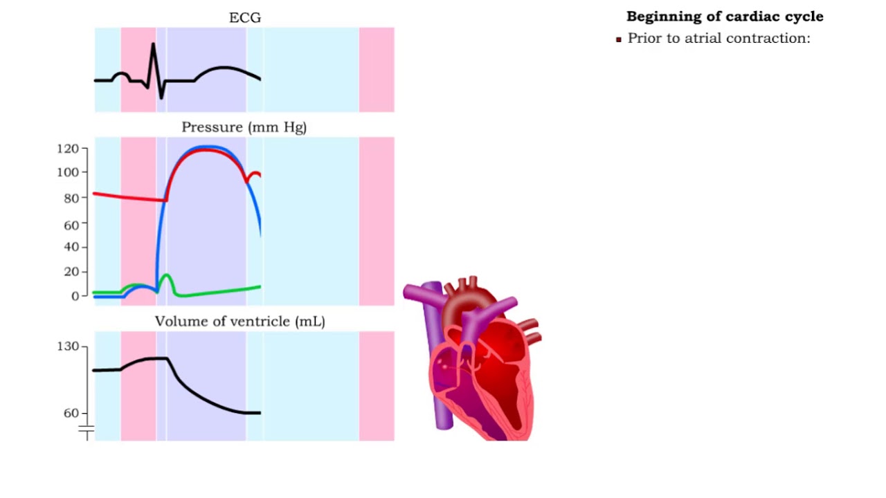 Cardiac Cycle Phases Diagram