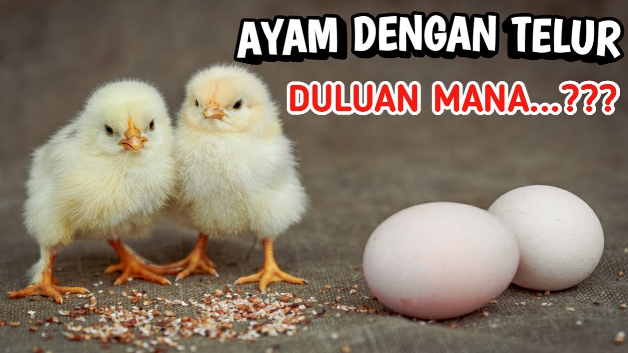 Telur sama ayam duluan mana