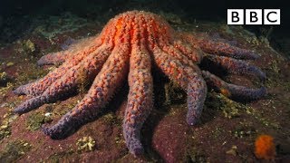 Zombie Starfish | Nature's Weirdest Events - BBC