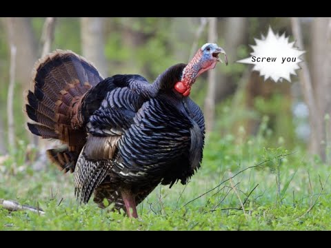 Is Turkey Hunting Hard? An In-Depth Look at the Challenges and Rewards ...