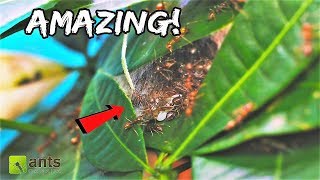 These WEAVER ANT NESTS Will Blow Your Mind