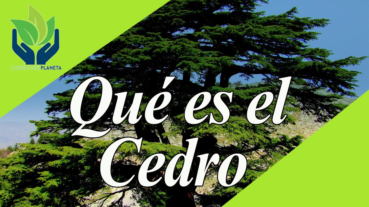 Cedro: todo sobre este increíble árbol - YouTube