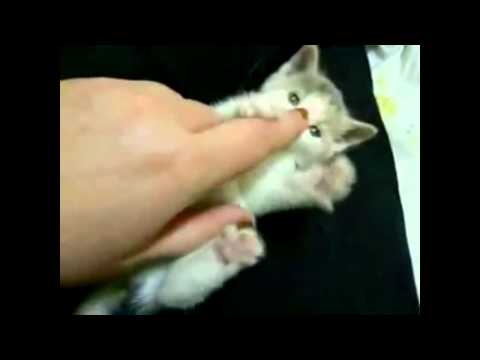 Top 10 Cutest Kittens On Youtube