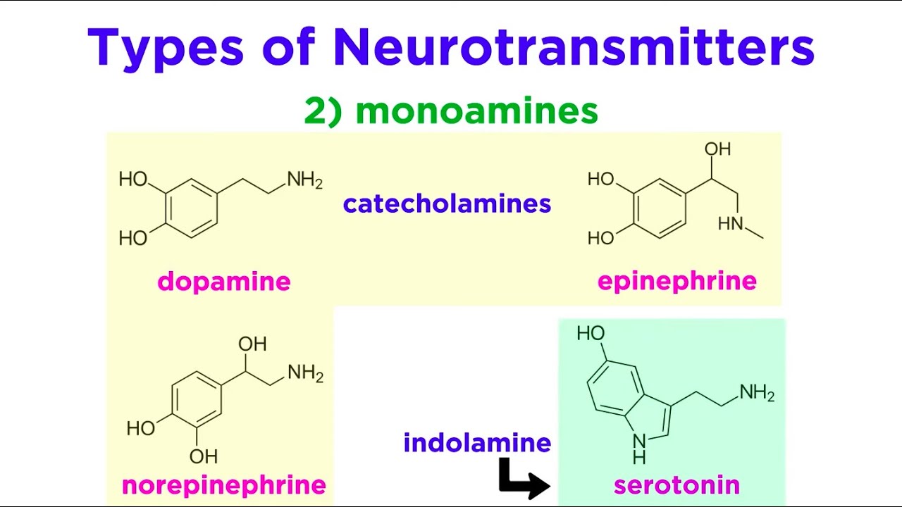 Neurotransmitter Chart Function