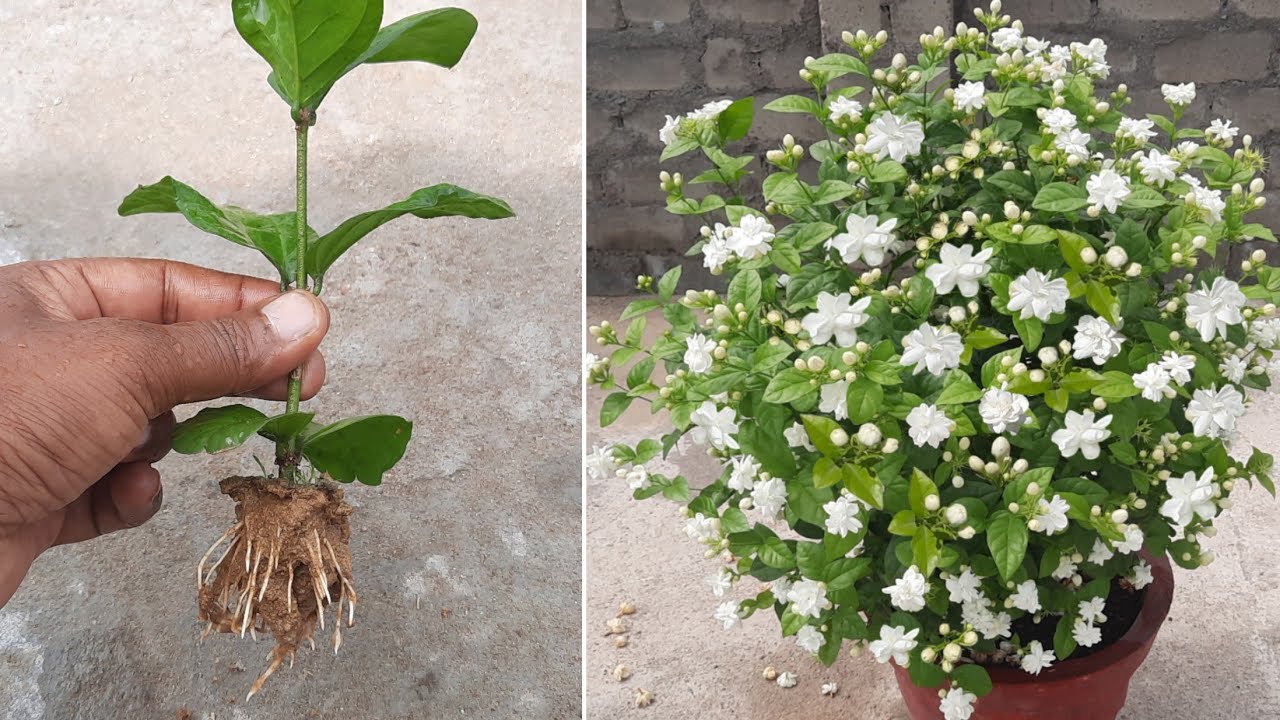 How To Grow Mogra Jasmine Plant From Cuttings | Mogra | Jasmine ...