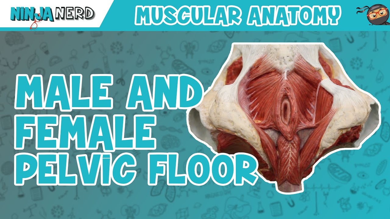 Pelvic Muscles Anatomy Male