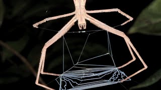 Why Spiders Don't Stick To The Web