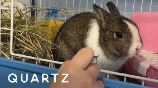 Hong Kong's first rabbit cafe