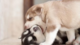 Best Funny Husky Puppies Video Compilation 2016 (Part 1)