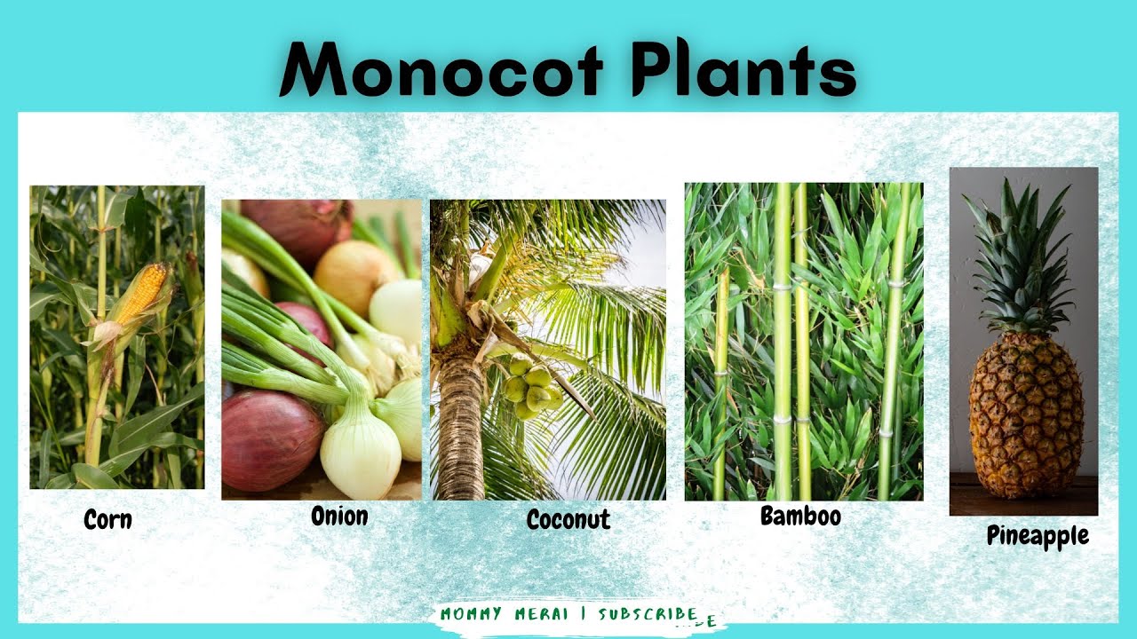 Exles Of Monocot And Dicot Seeds With Pictures - Infoupdate.org