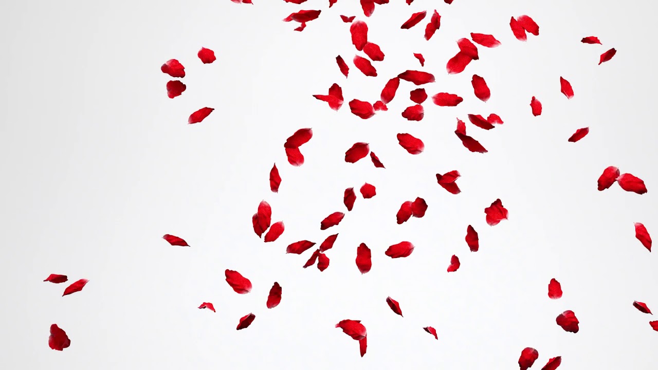 Red Rose Petals Falling White Background Youtube