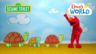 Sesame Street: Elmo Learns About Turtles! | Elmos World