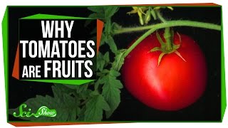 Why Tomatoes Are Fruits, And Strawberries Aren't Berries