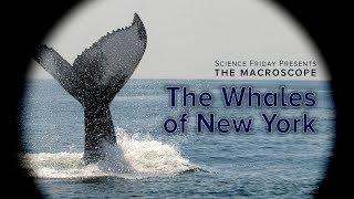 The Whales of New York