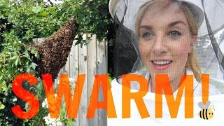 How to capture a SWARM of BEES! | Beekeeping with Maddie #13