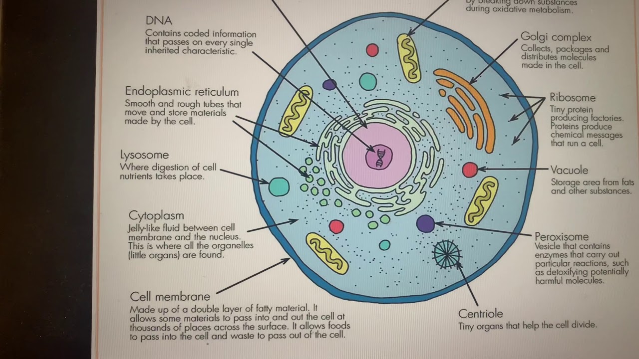 cell-structures-and-functions-1-youtube