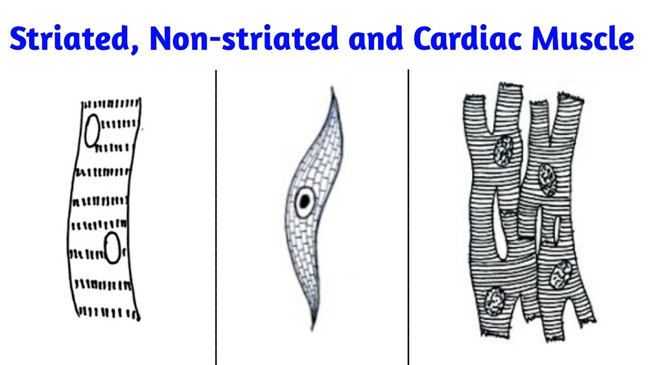 How To Draw Diagram Of Striated Muscle Non Striated Muscle And Cardiac