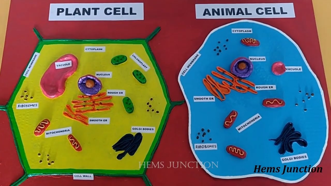 Plant Cell Project Labeled