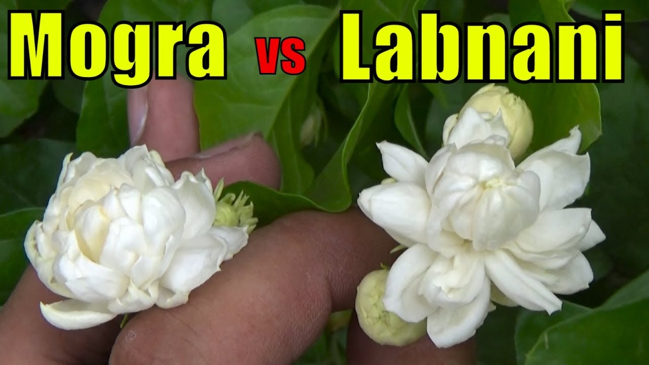 Mogra Jasmine vs Labnani Jasmine (Difference in Flower Size) - YouTube