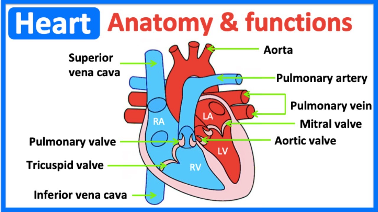 Heart anatomy & function ️ | Easy learning video - YouTube