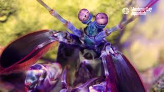 Stare Into The Eyes Of A Mantis Shrimp!