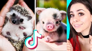 Cute BABY ANIMAL Moments TikTok Compilation