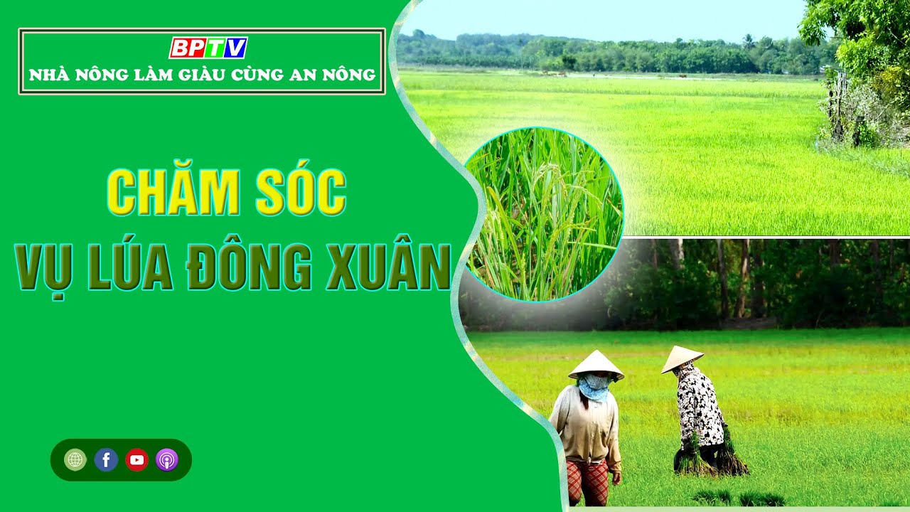 Nhà nông làm giàu cùng An Nông 14-1-2023 | “Chăm sóc vụ lúa Đông ...