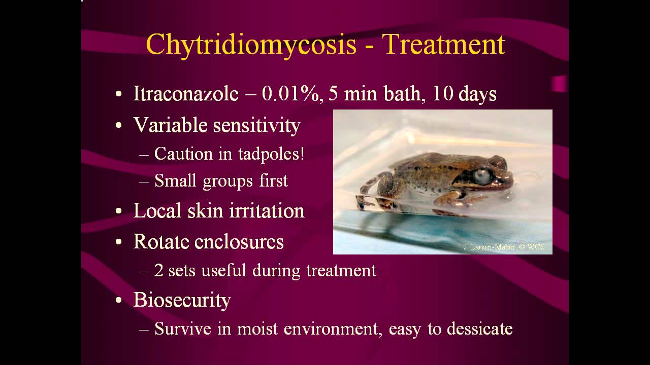 Chytridiomycosis Symptoms