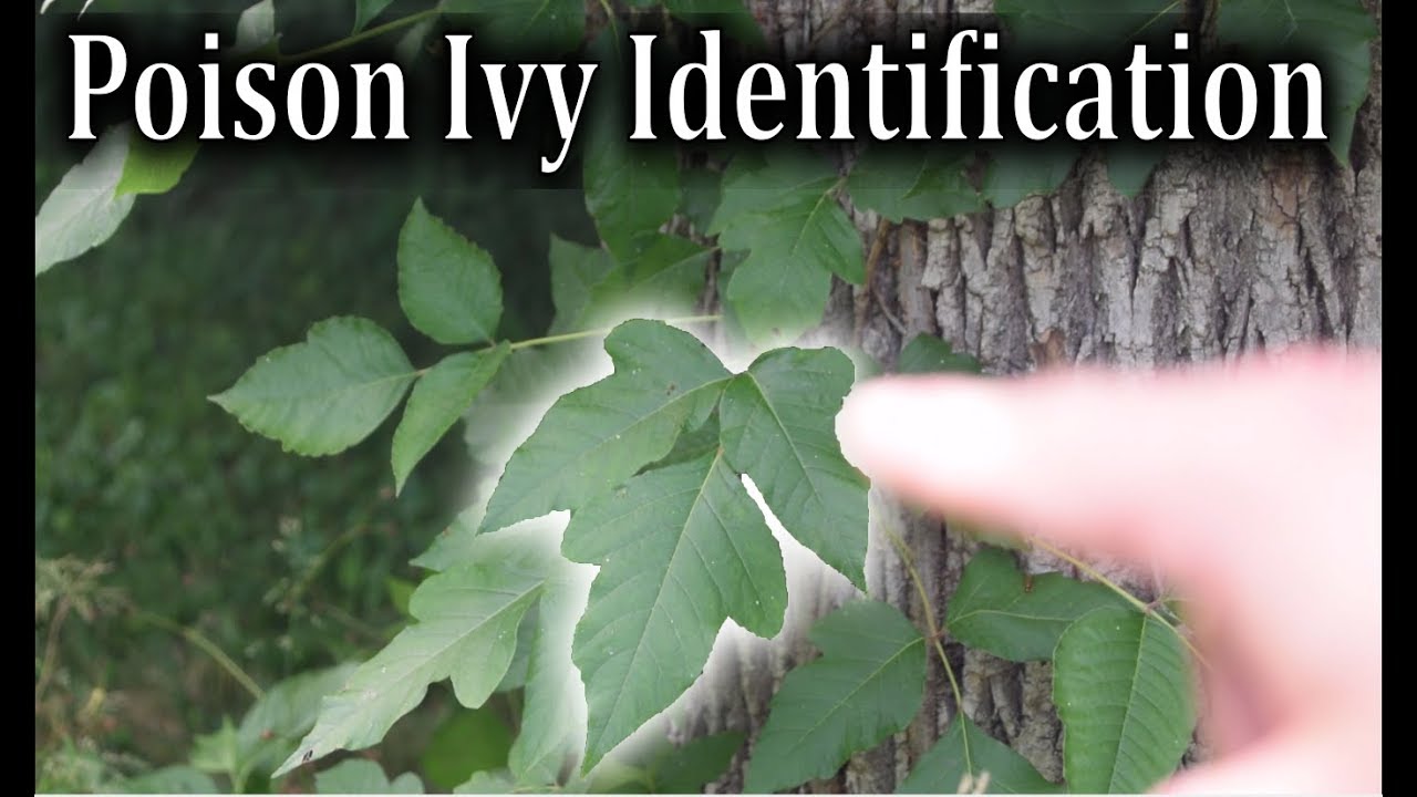 How To Spot Poison Ivy - Englishsalt2