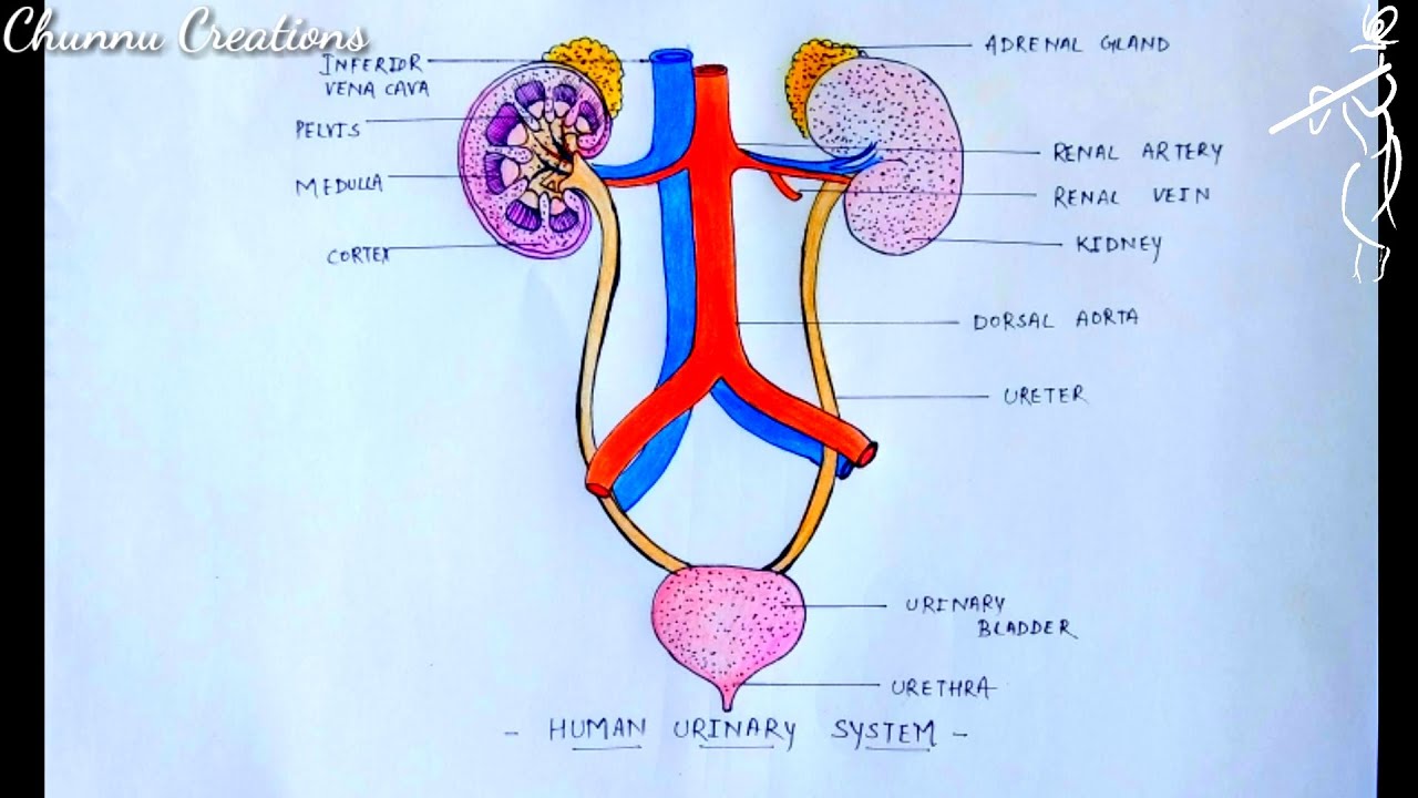 Draw Labelled Diagram Of Human Urinary System