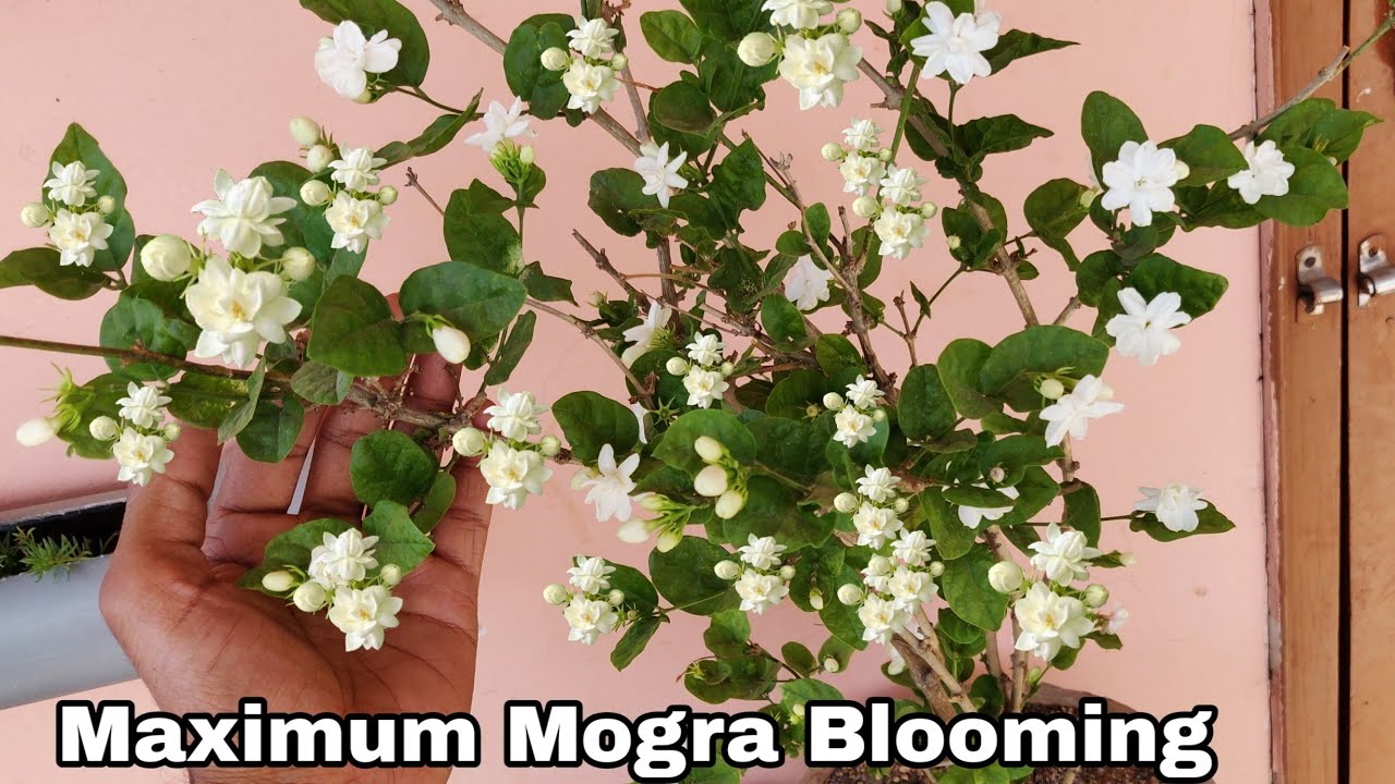 How to grow Mogra plant in pot and get flower, Get maximum mogra ...