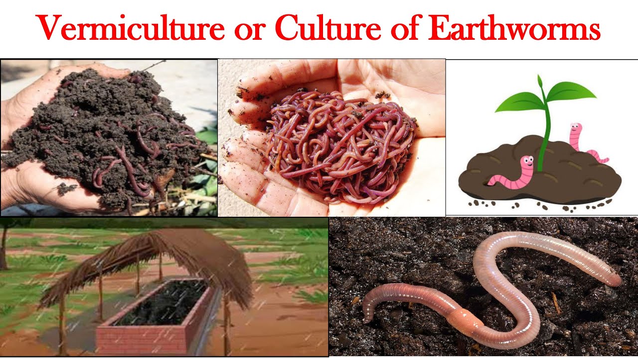 Vermiculture | Vermicompost | Culture of Earthworm | Life Cycle of ...