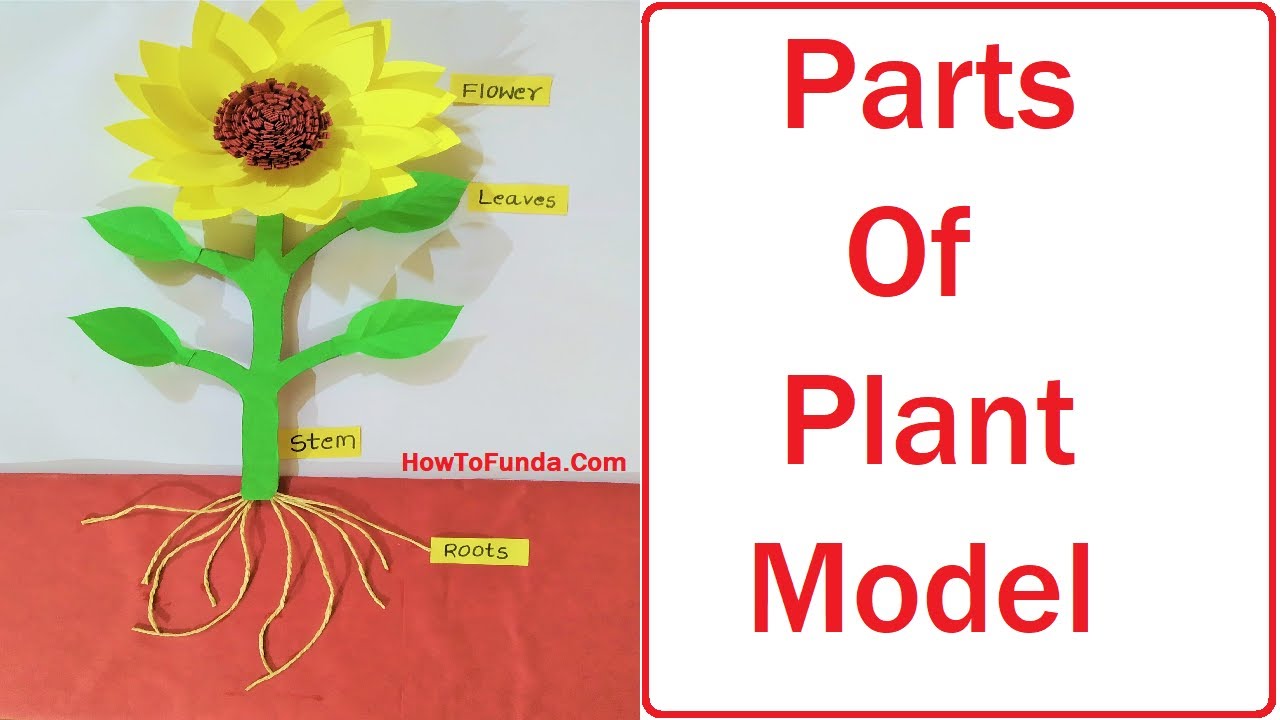 parts-of-plants-model-making-using-cardboard-science-project