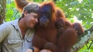 Crocodile Hunter Steve Irwin Has Emotional Encounter With Mother Orangutan.