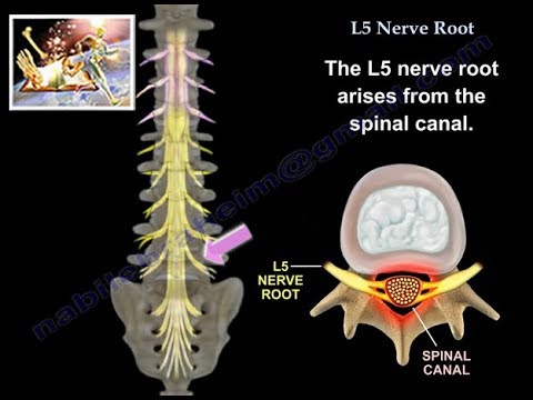 Lumbar Nerves 4 And 5