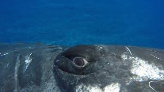 A whale saved my life | Close Encounters | BBC Earth